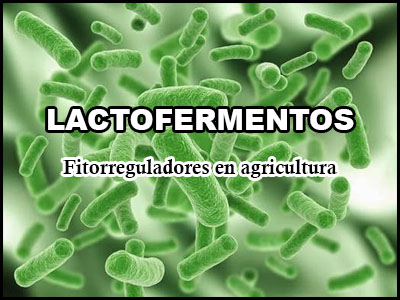 Lactofermentos, fitorreguladores en agricultura.