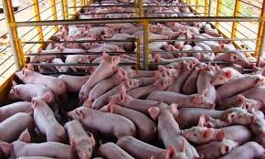 Cuatro provincias producen el 82% de la carne de cerdo en argentina
