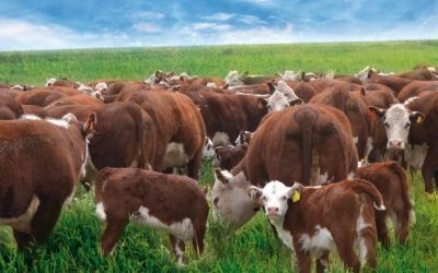 Consolidar la cadena, clave para aprovechar oportunidades de largo plazo. Por Luis Bameule.