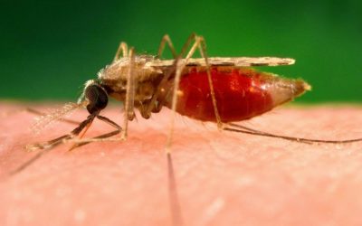 Polémica en Burkina Faso por mosquitos OGM contra la malaria