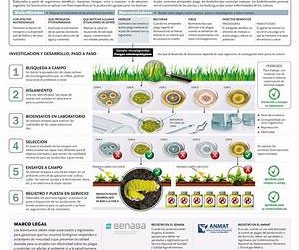 Herramientas biotecnológicas para una producción agropecuaria más sustentable