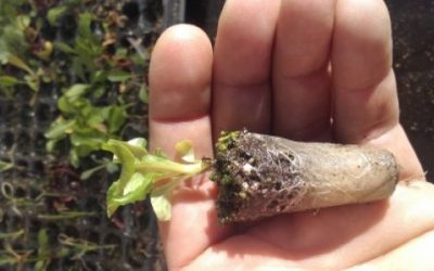 Innovación: producen plantines hortícolas con sustrato de lana de oveja