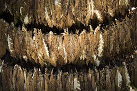 El tabaco puede ser un aliado de la salud