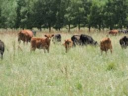 Autogestión en el Senasa para nacimientos, muertes de animales y cambio de titularidad
