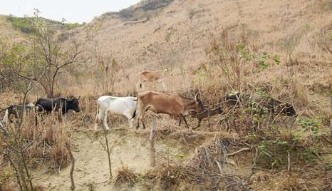 Misiones afronta situación crítica en ganadería con índices de producción más bajos del país