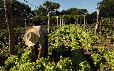 Las Buenas Prácticas Agrícolas serán obligatorias desde el 2020