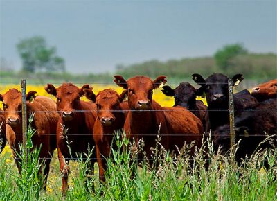Luego de 17 años, Argentina volverá a exportar carne bovina a Estados Unidos