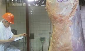 Ganado: aplican nuevos sistemas de clasificación para faena y de tipificación bovina