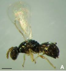 Enviaron controladores biológicos a Laos para combatir a una importante plaga en Eucaliptos