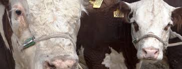 El sector agropecuario argentino no se compromete a reducir  las emisiones de gas para mitigar cambio climático