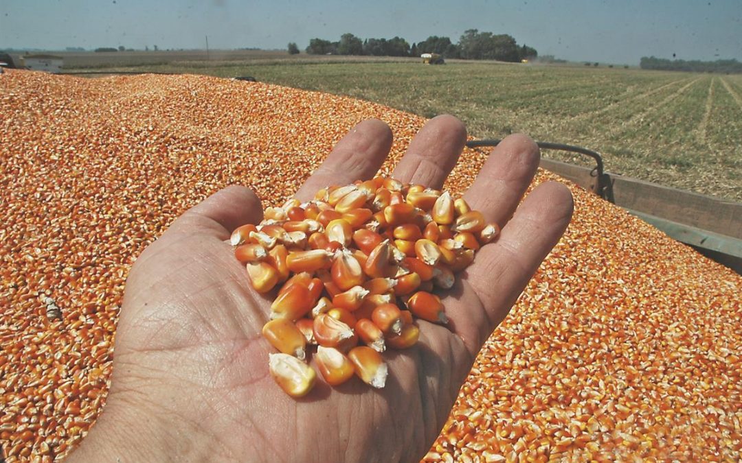 Los negocios de canje de maíz aumentaron un 35% ante la imposibilidad de financiarse en pesos.