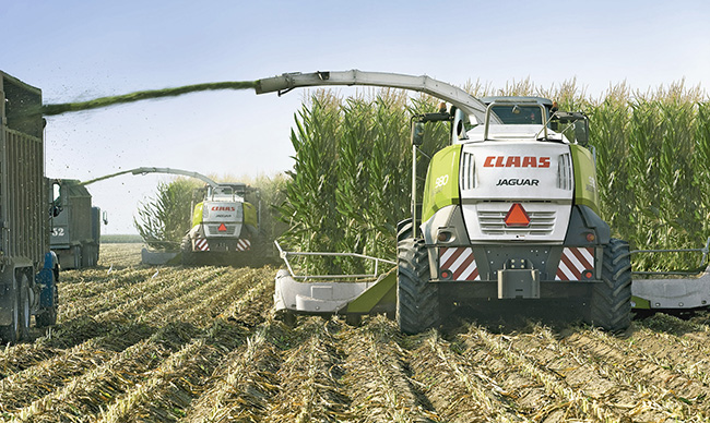 Las reservas de alimentos para ganado en silos se deteriora más del 20%