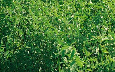 La alfalfa también tiene lugares en ambientes limitantes