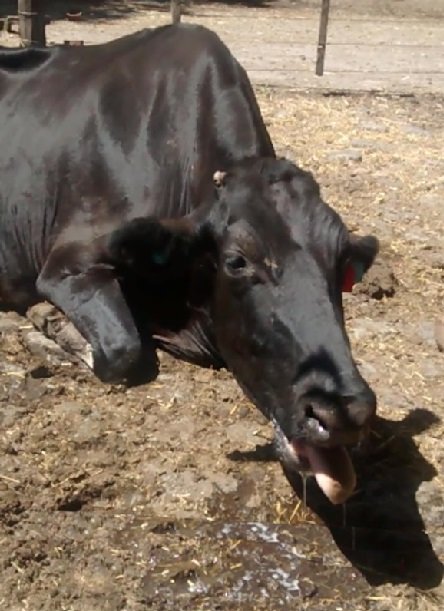 Estrés calórico en rodeos lecheros: manejo y prevención para un mejor rendimiento.