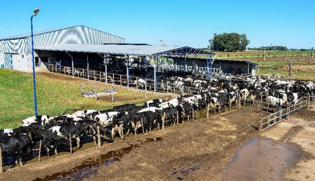 Los tambos deben estar inscriptos en el Registro Nacional Sanitario de Productores Agropecuarios