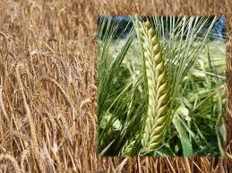 China acelera las compras de cebada argentina