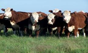 El precio real del novillo cayó 20% en tres meses