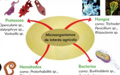 Suelos: El mal manejo empobrece la diversidad de bacterias beneficiosas