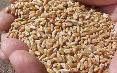 El precio del trigo argentino está “muerto” luego del cierre virtual de las exportaciones