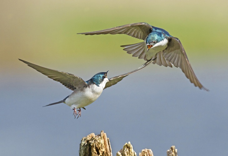 El cambio climático incrementa notablemente la pelea entre aves