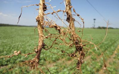 ¿Los cultivos de cobertura pueden modificar el patrón de nodulación de soja (Glycine max L.)?