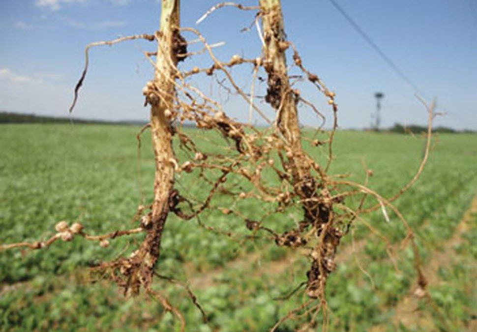 ¿Los cultivos de cobertura pueden modificar el patrón de nodulación de soja (Glycine max L.)?