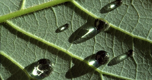 Tratamientos de estimulación fisiológica con extractos naturales de origen vegetal en soja