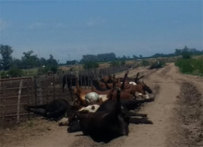 Investigan la muerte de un millar de vacunos en cuatro feedlots santafesinos