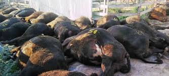 Por la ola de calor, murieron 100 animales en el Mercado de Liniers