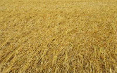 Temporal arrasó con el trigo en el sur bonaerense y causó destrozos en silos