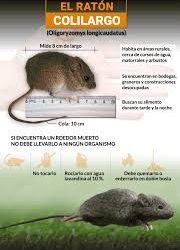 Hantavirus: un trabajo en equipo para la prevención