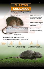 Hantavirus: un trabajo en equipo para la prevención