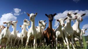 Cabras: estudian las carencias minerales para detectar enfermedades