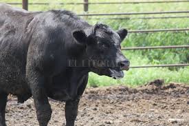 Cómo reducir el impacto del estrés calórico en la producción animal