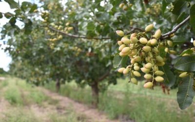San Luis tendrá su primera y exitosa cosecha de pistachos