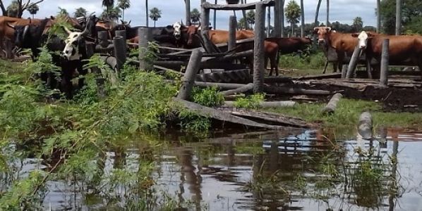 Inundaciones: cómo manejar al ganado y reducir el impacto