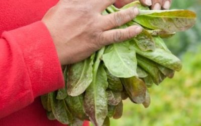 Más posibilidades para estudiar agroecología