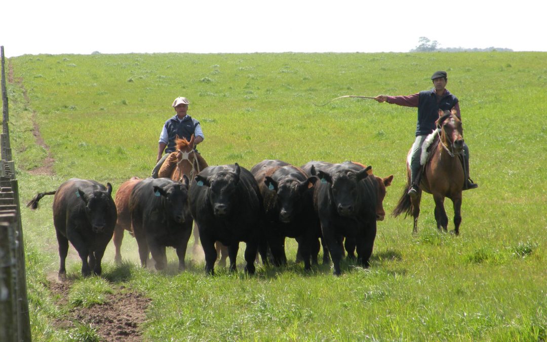 Fuerte suba del precio de la hacienda gorda