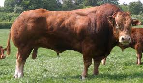 Limousin exhibirá su supremacía carnicera  y cualidades como raza cruzante en Expoagro