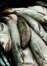 Bajan  32% la captura máxima permitida de merluza austral en mar argentino