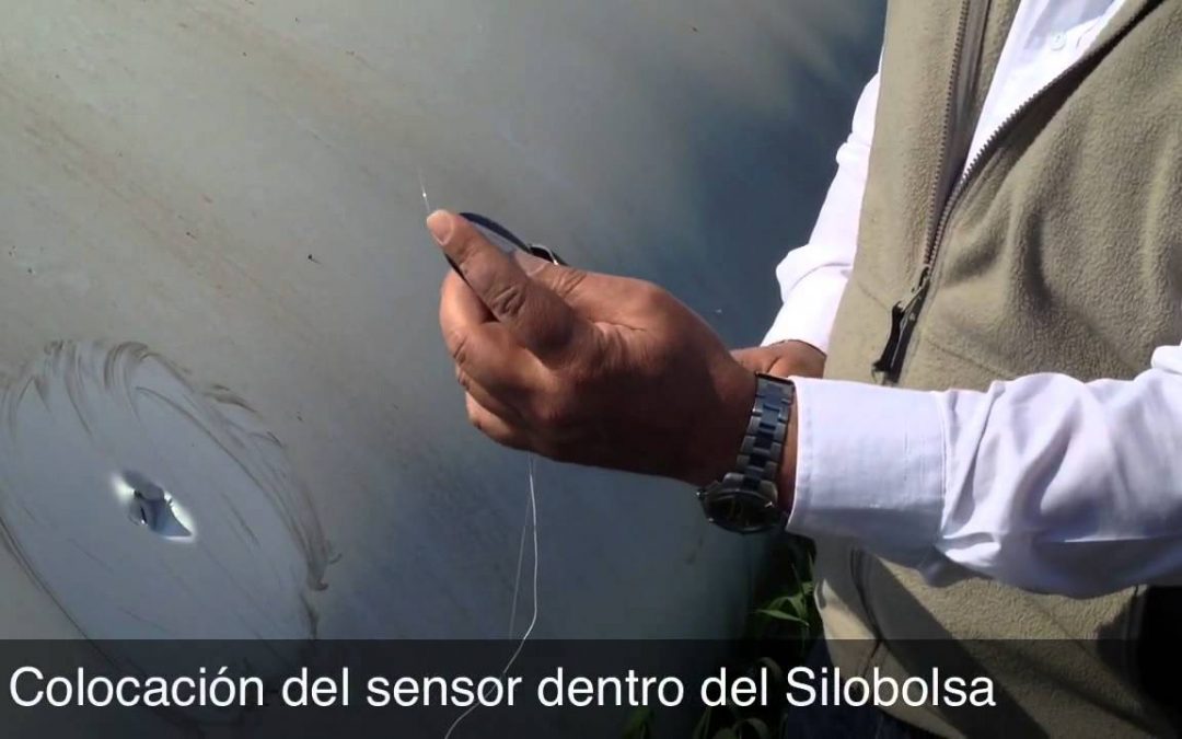 Crearon un sensor de silobolsas
