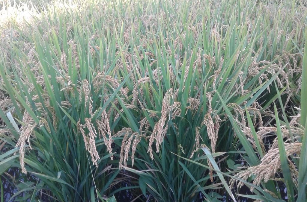 De San Javier a Japón: el arroz orgánico sale al mundo