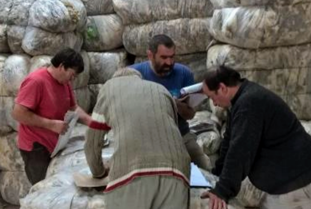 Firmas exportadoras compran lana de productores ovinos bonaerenses