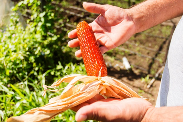 Salir del modelo tradicional y ser negocio: el caso de un productor santafesino