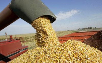 La falta de lluvias adelanta la cosecha de los cereales de verano