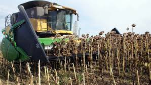 Cierre de campaña de Girasol 20/21 Bolsa de Cereales.