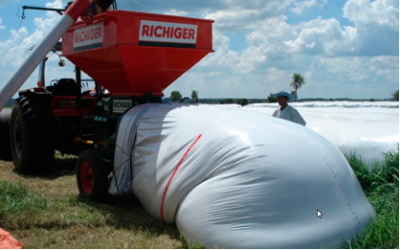 Silaje de grano húmedo: todo lo que debe tener en cuenta para su confección, manejo y aprovechamiento