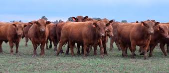 Eligen cortes Angus certificados para promocionar la carne argentina en EE.UU.
