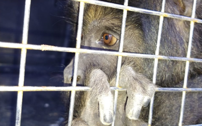 Alientan a denunciar tráfico ilegal de la fauna silvestre en la Provincia de Buenos Aires