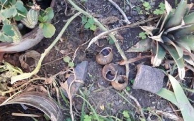 Biopreparados para el cuidado de la huerta, con respaldo científico